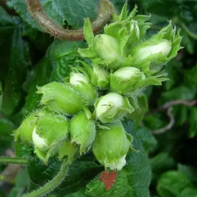 Фундук ВЕББА ЦЕННЫЙ в Жлобине