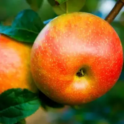 Яблоня АБРИКОСОВАЯ в Жлобине