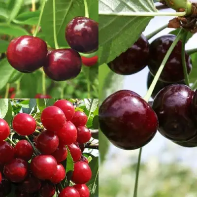 Комплект ВИШНЕВЫЙ САД в Жлобине