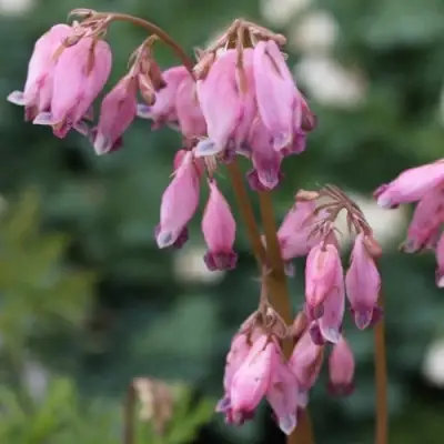 Дицентра изящная в Жлобине