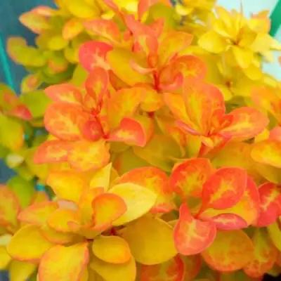 Барбарис САММЕР САНСЕТ тунберга в Жлобине