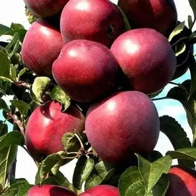 Яблоня СОЗВЕЗДИЕ колонновидная в Жлобине