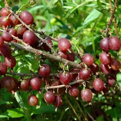 Крыжовник ОЛАВИ (ХИННОНМАЕН ПУНАЙНЕН) в Жлобине