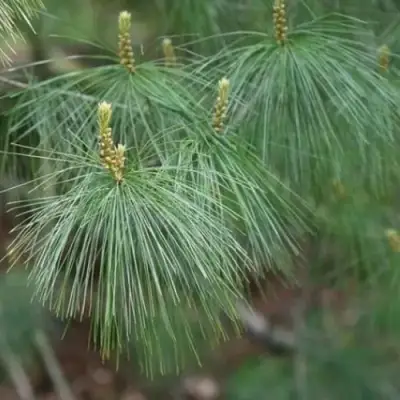 Сосна АРМАНДИ в Жлобине