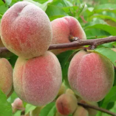 Персик ЕЛГАВСКИЙ в Жлобине