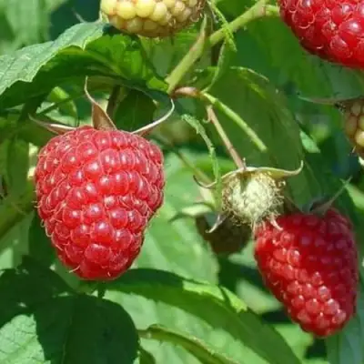 Малина ТАДМОР в Жлобине