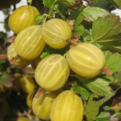 Крыжовник ЯРОВОЙ в Жлобине