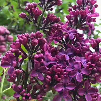 Сирень ЛЮДВИГ ШПЕТ в Жлобине