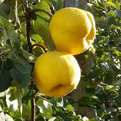 Айва МАРИЯ в Жлобине