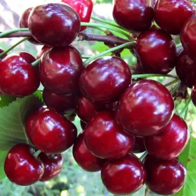 Вишня ЖУКОВСКАЯ в Жлобине