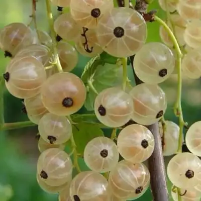 Смородина белая СМОЛЬЯНИНОВСКАЯ в Жлобине