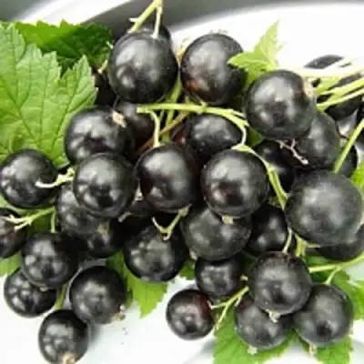 Смородина чёрная ТИТАНИЯ в Жлобине