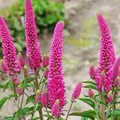 Вероника ФЕРСТ ЛАВ длиннолистная в Жлобине