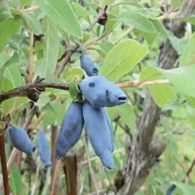 Жимолость съедобная ПУШКИНСКАЯ в Жлобине