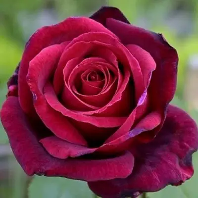 Роза ПАПА МЕЙЯН чайно-гибридная в Жлобине