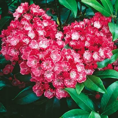 Кальмия КАРДИНАЛ в Жлобине