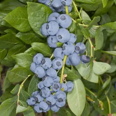 Голубика ЛИБЕРТИ в Жлобине