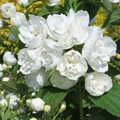 Жасмин махровый в Жлобине