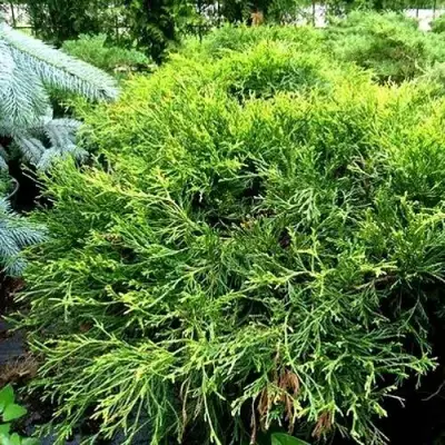 Кипарисовик ФИЛИФЕРА АУРЕА ВАРИЕГАТТА горохоплодный в Жлобине