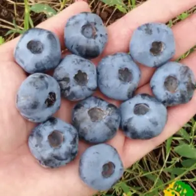 Голубика ЧАНДЛЕР в Жлобине