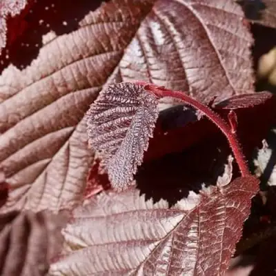 Фундук СИРЕНА в Жлобине