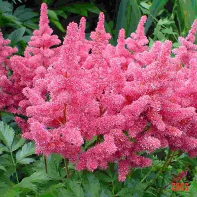 Астильба БОНН японская в Жлобине