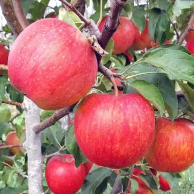 Яблоня ЖЕНЕВА (ЖЕНЕВА ЭРЛИ) в Жлобине