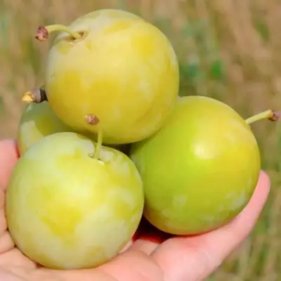 Слива РЕНКЛОД ранний в Жлобине