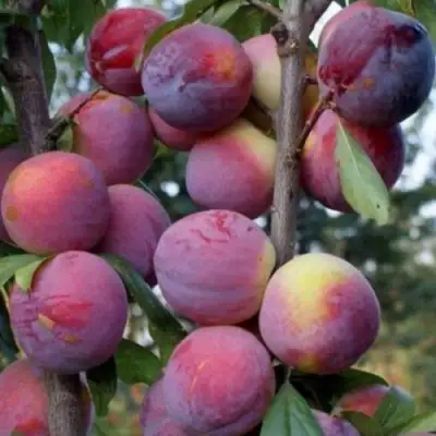 Слива ИМПЕРИАЛ колонновидная в Жлобине