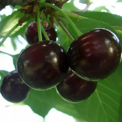 Дюк КСЕНИЯ (ЧЕРЕВИШНЯ) в Жлобине