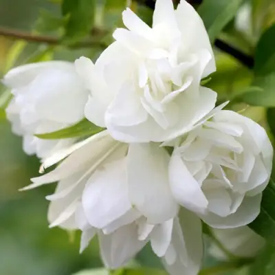 Жасмин МАНТО Д’ЭРМИН в Жлобине