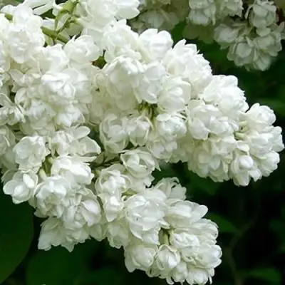 Сирень ПАМЯТЬ О КОЛЕСНИКОВЕ в Жлобине