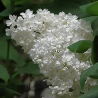 Сирень РУССКИЙ СЕВЕР в Жлобине