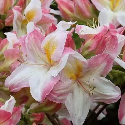 Азалия САТОМИ японская в Жлобине