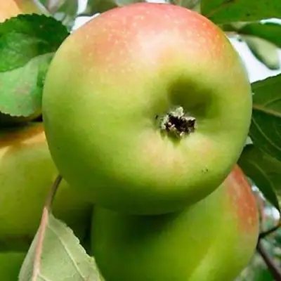 Яблоня БРАТ ЧУДНОГО стелющаяся в Жлобине