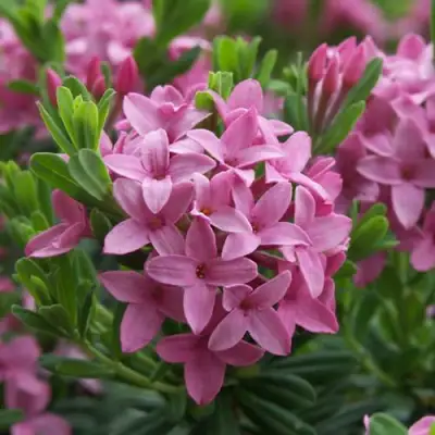 Волчеягодник КОЛЛИНА ГАРАЛЕНС в Жлобине