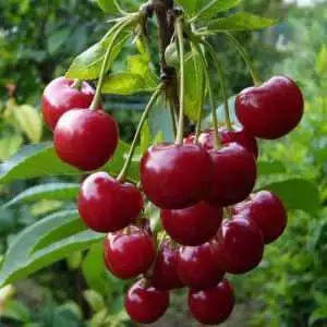 Дюк ФАКЕЛ в Жлобине