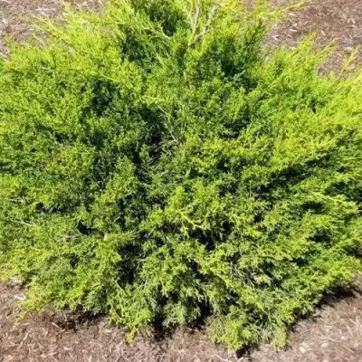 Можжевельник ИЗАБЕЛИН китайский в Жлобине