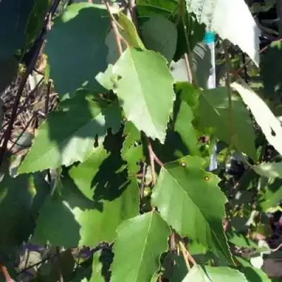 Береза САММЕР КАСКАД черная в Жлобине