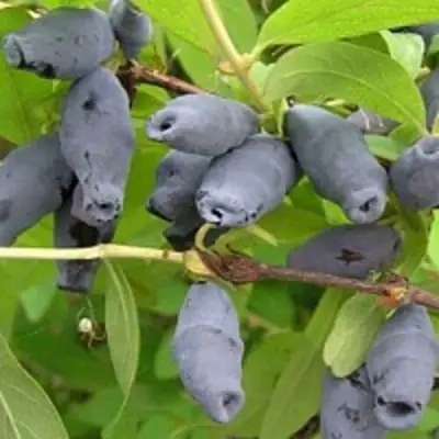 саженцы жимолости роксана