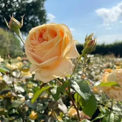 Роза КЕНДЛАЙТ чайно-гибридная в Жлобине