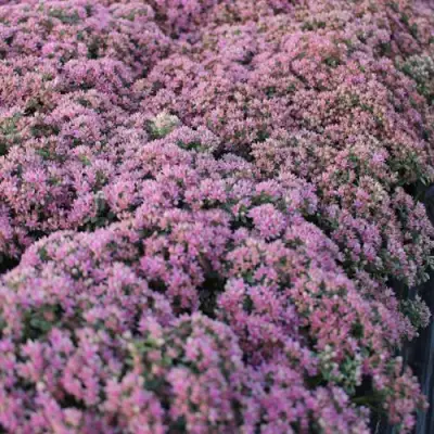 Очиток (седум) САНСПАРКЛЕР ЛАЙМ ЗИНГЕР в Жлобине