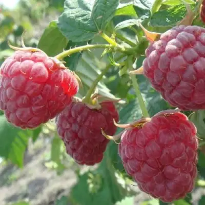 Малина БРУСИЛОВСКАЯ в Жлобине