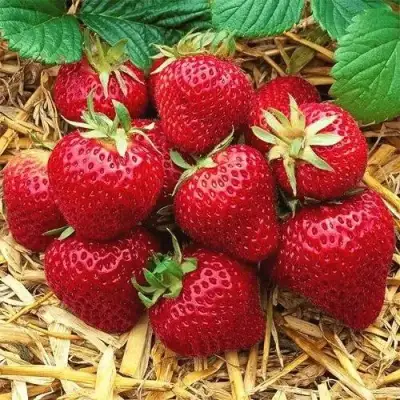 Клубника ХОНЕЙ в Жлобине