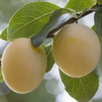 Слива УТРО в Жлобине