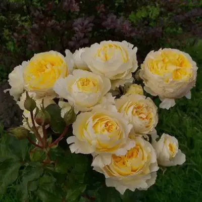 Роза БЕАТРИС английская в Жлобине