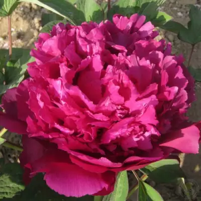 Пион ТАЙНАЯ СТРАСТЬ древовидный в Жлобине