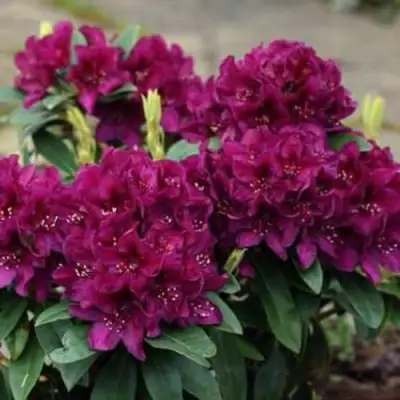 Рододендрон КАЛИ в Жлобине