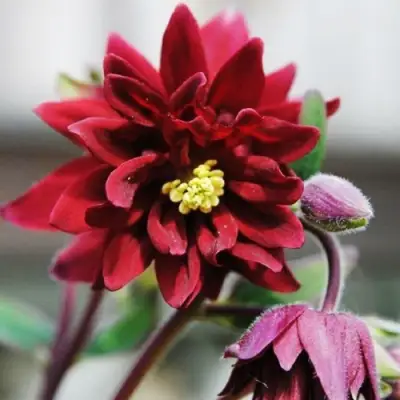 Аквилегия РУБИ ПОРТ обыкновенная в Жлобине