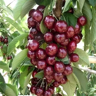 Черешня СИЛЬВИЯ колоновидная в Жлобине